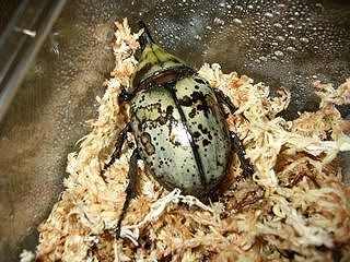 Dynastes tityus
