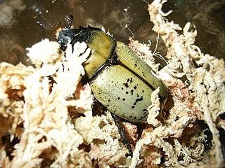 Dynastes tityus