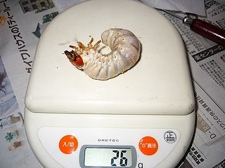 Mesotopus tarandus