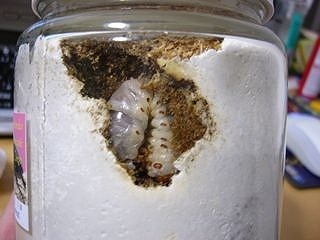 Mesotopus tarandus